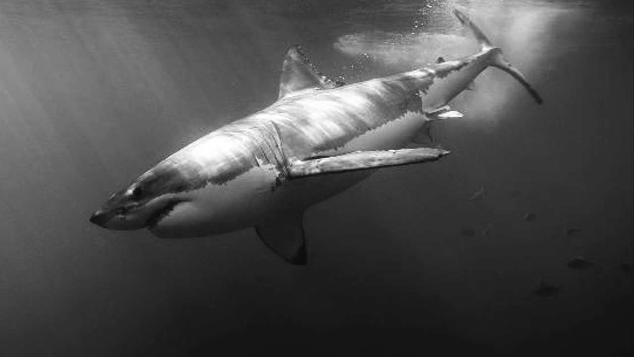 Fotografía en blanco y negro de un tiburón dentro del mar